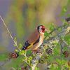 A Bird On Larch Branch paint by number