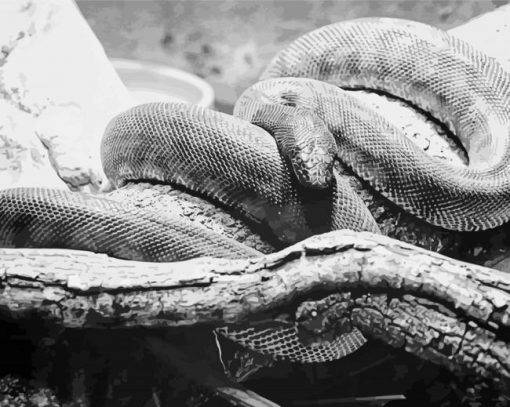 Black And White Rattlesnake paint by number