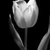 Black And White Tulip Flower paint by number