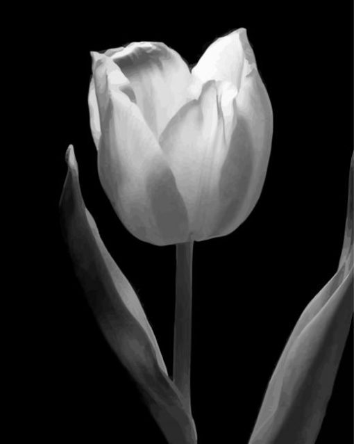 Black And White Tulip Flower paint by number