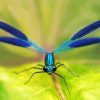 Blue Damsel Fly paint by number