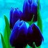 Blue Tulips Flowers paint by number