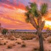 California Desert Sunset paint by number