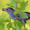 Catbird Eating paint by number