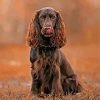 Chocolate Brown Field Spaniel Dog paint by number