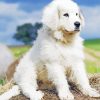 Cute Great Pyrenees paint by number