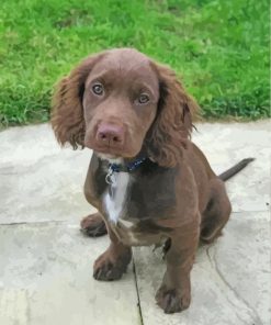 Cute Sprocker paint by number