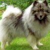 Cute Keeshond Puppy paint by number