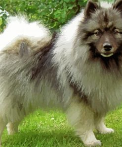 Cute Keeshond Puppy paint by number