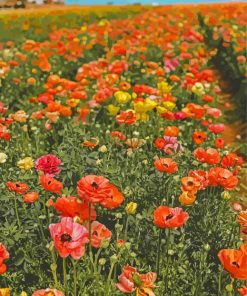 Flowers In Field paint by number