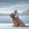 Little Boy With Briard paint by number