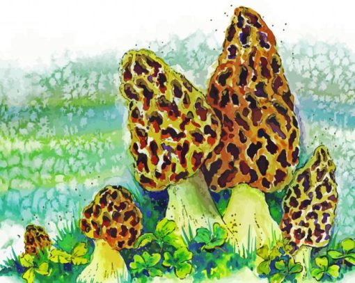 Morel Mushroom Art Illustration paint by number