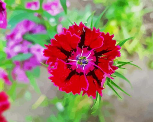 Red Sweet William Flower paint by number