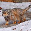 Snow Manul Cat paint by number