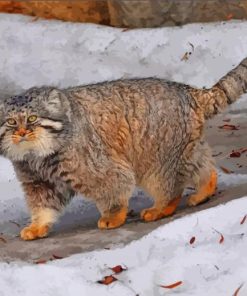 Snow Manul Cat paint by number