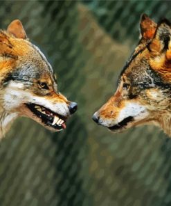 Wolves Face To Face paint by number