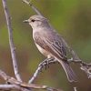 African Grey Flycatcher Paint by number