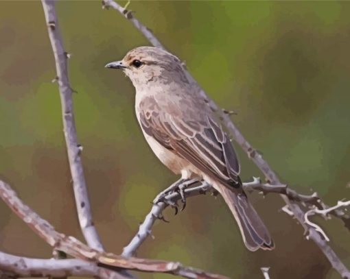 African Grey Flycatcher Paint by number