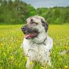 Anatolian Shepherd Dog paint by number