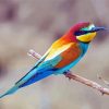 Bee Eater Bird paint by number