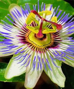 Blue Passionflower paint by number