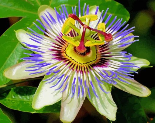 Blue Passionflower paint by number