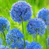 Blue Allium Flowers paint by number