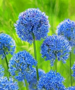 Blue Allium Flowers paint by number