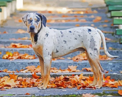 Catahoula Dog paint by number