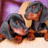 Dachshund Miniature Dogs Animals paint by number