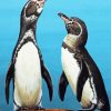 Galapagos Penguin Birds paint by number