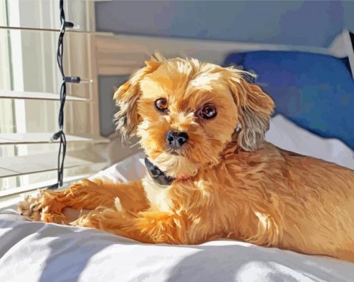 Golden Shorkie Dog paint by number