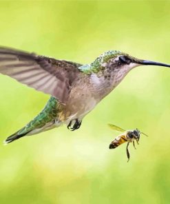 Hummingbird And Bee paint by number