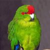 Kakariki Parrot paint by number