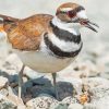 Killdeer Bird paint by number