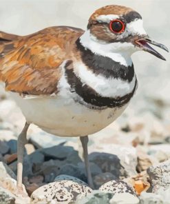 Killdeer Bird paint by number