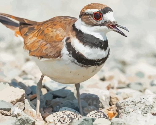 Killdeer Bird paint by number