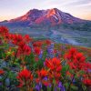 Mt St Helens With Red Poppies paint by number