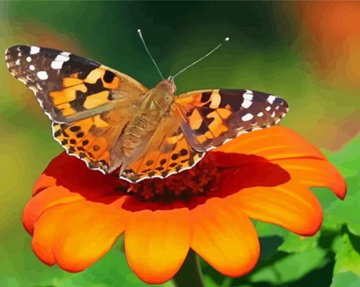 Painted Lady Butterfly Insect Paint by number