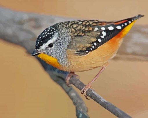 Pardalote Bird paint by number