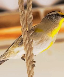 Pardalote On A Rope paint by number