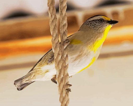 Pardalote On A Rope paint by number