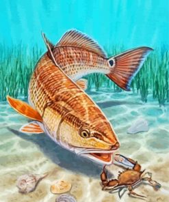 Red Drum Fish Art paint by number