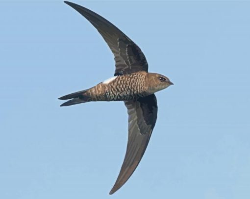 Swift Bird Flying paint by number