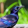 The Common Grackle Bird paint by number