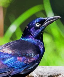 The Common Grackle Bird paint by number