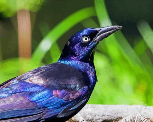 The Common Grackle Bird paint by number