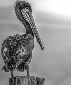 The Black And White Pelican paint by number