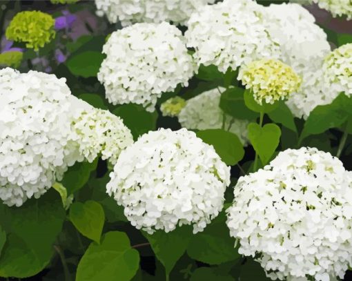 White Hydrangeas paint by number