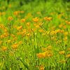 Yellow Buttercup Fields paint by number